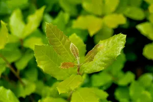 quercus ilex 16/18 C110 VRGL - afbeelding 3