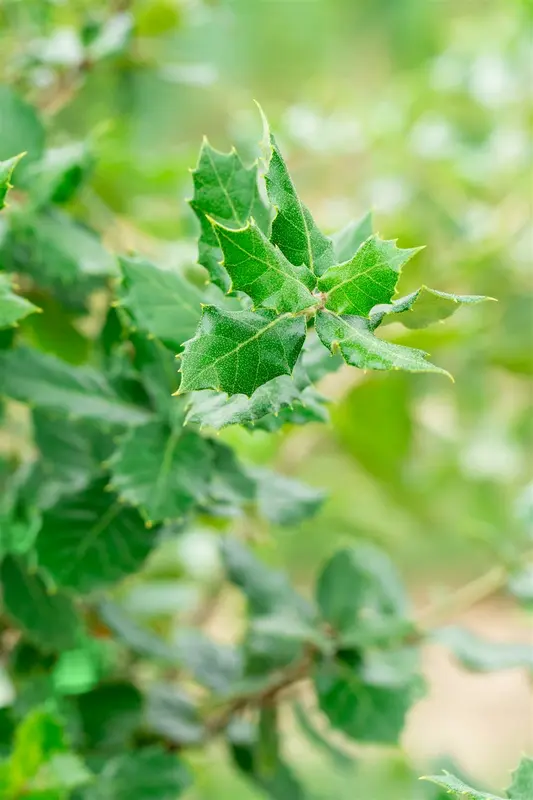 Quercus ilex 30/35 HO C350 - afbeelding 3