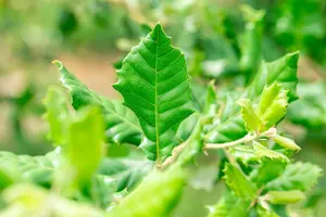 Quercus ilex 30/35 HO C350 - afbeelding 5