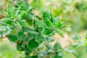 Quercus ilex 300-350   C230 MRST - afbeelding 3