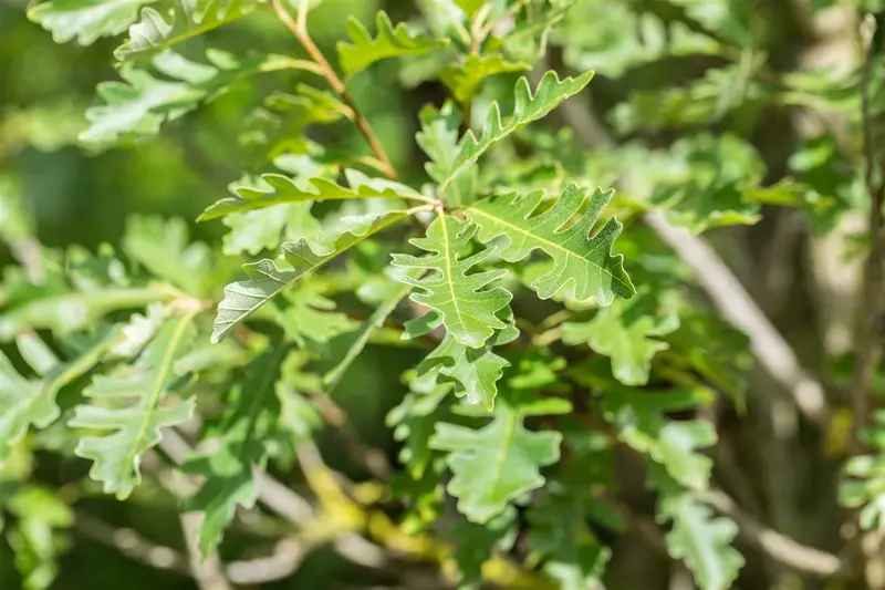 Quercus macrocarpa 6/ 8 HO BW - afbeelding 1