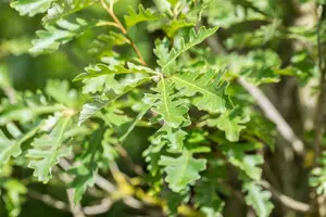 Quercus macrocarpa 6/ 8 HO BW - afbeelding 1