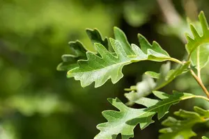 Quercus macrocarpa 6/ 8 HO BW - afbeelding 3