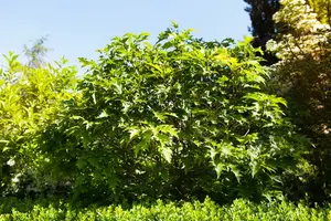 quercus pal. 'green dwarf' 6/8 C - afbeelding 5