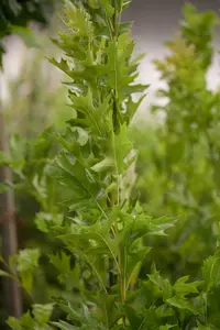 quercus pal. 'green pillar' 8/10 BEVEERD DKL - afbeelding 5
