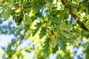 quercus petraea 20/25 - afbeelding 2