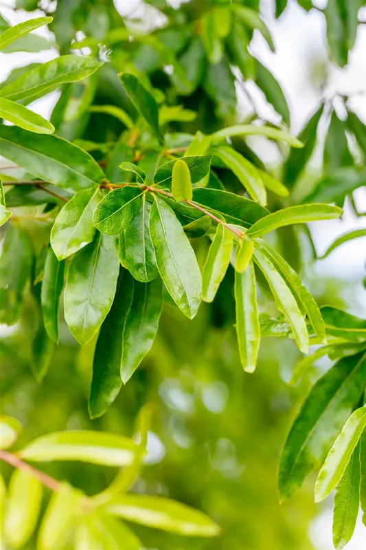 Quercus phellos 35/40 HO DKL - afbeelding 2