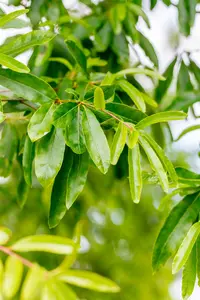 Quercus phellos 35/40 HO DKL - afbeelding 2