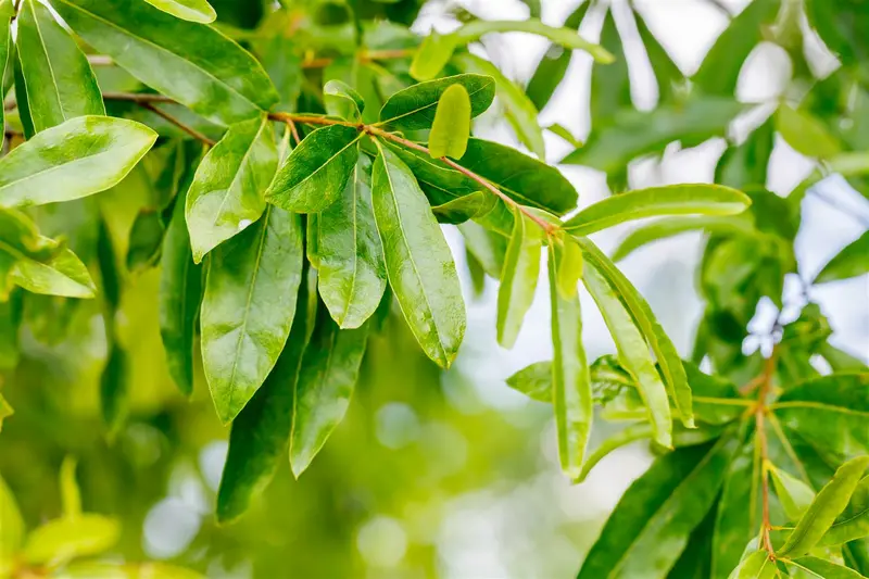 Quercus phellos 35/40 HO DKL - afbeelding 1