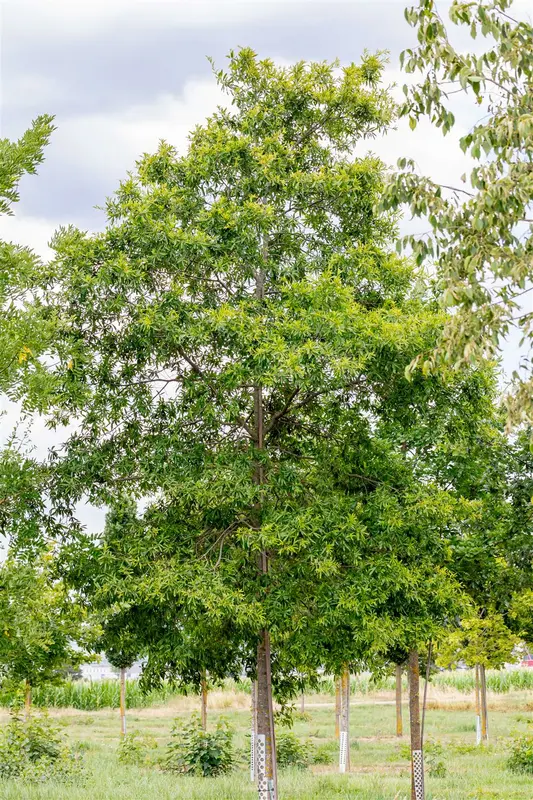 quercus phellos (350-400 cm) - afbeelding 3