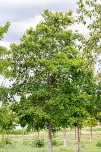 quercus phellos (350-400 cm) - afbeelding 3