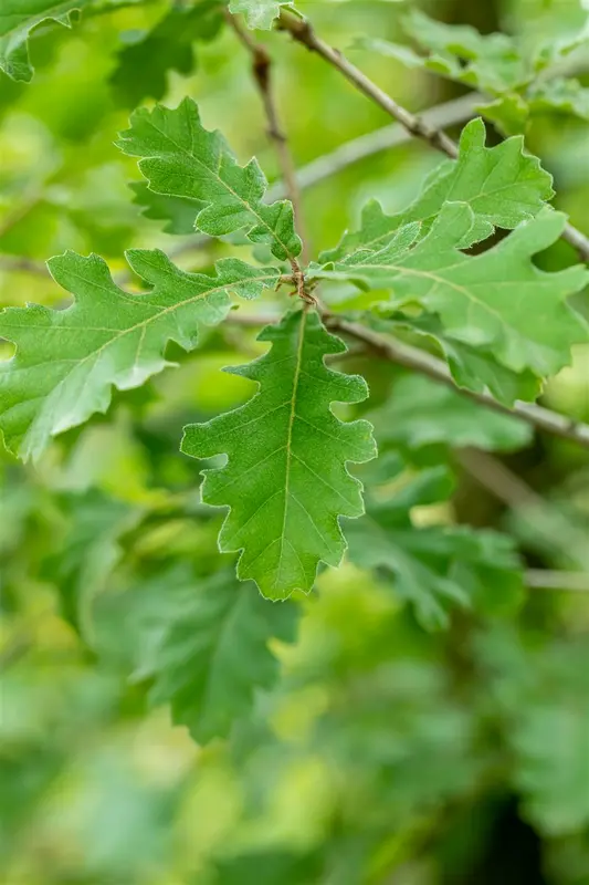 Quercus pubescens 200-250   C90 MRST - afbeelding 2