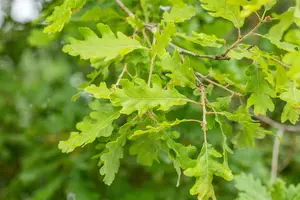 Quercus pubescens 200-250   C90 MRST - afbeelding 3