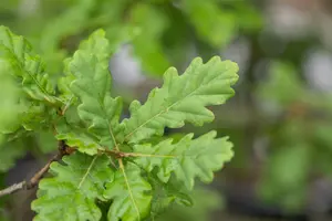Quercus pubescens 200-250   C90 MRST - afbeelding 5