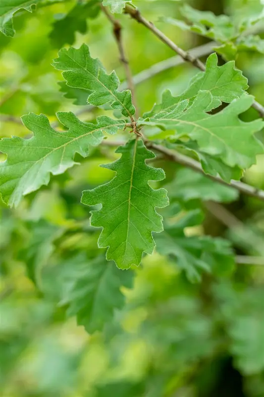 quercus pubescens (250-300 cm) - afbeelding 2
