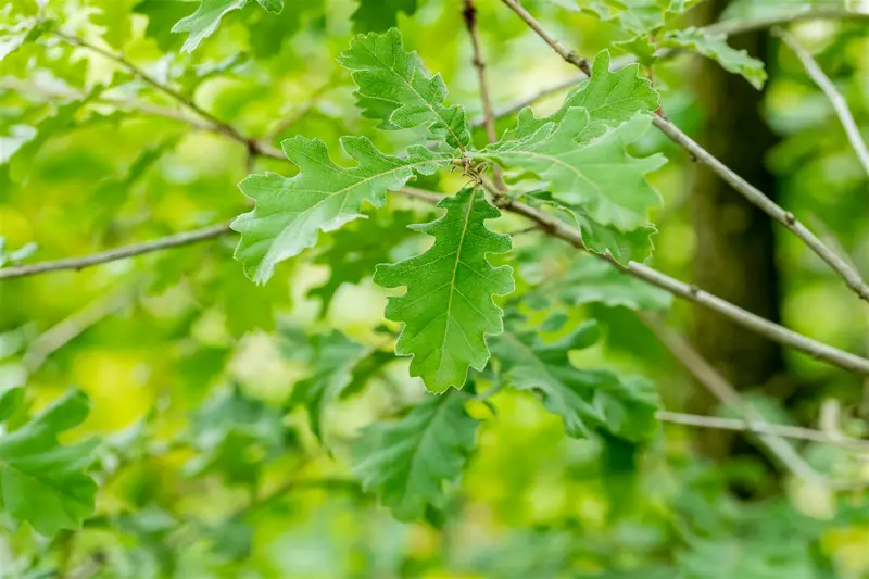 quercus pubescens (250-300 cm) - afbeelding 1