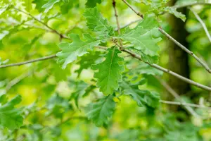 quercus pubescens (250-300 cm) - afbeelding 5