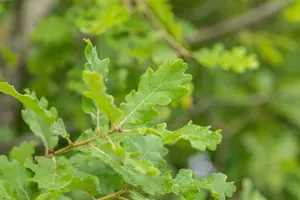 quercus pubescens (250-300 cm) - afbeelding 4