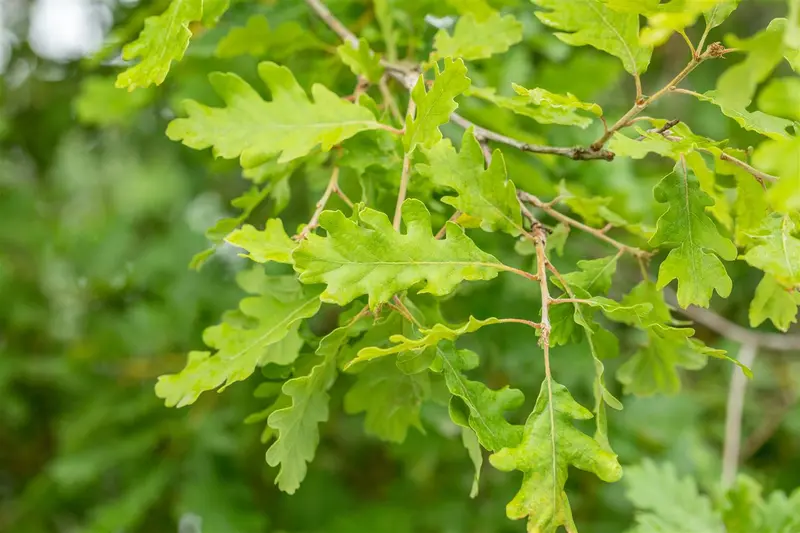 Quercus pubescens 60- 90   BW - afbeelding 3