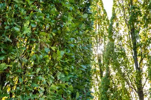 Quercus rob. 'Fastigiata' 16/18 BEVEERD DKL - afbeelding 5