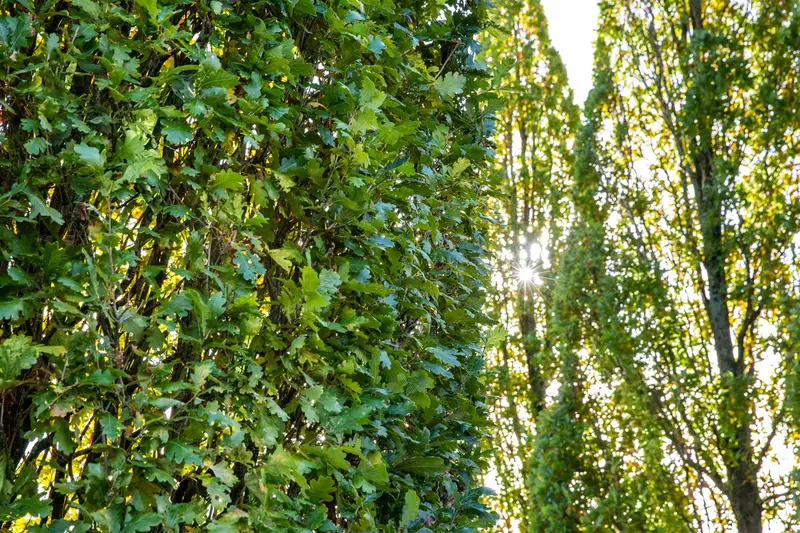 Quercus rob. 'Fastigiata' 18/20 BEVEERD DKL - afbeelding 5