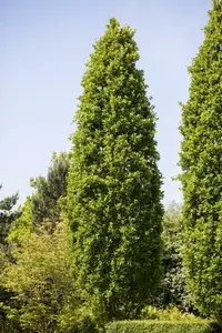 quercus rob. 'fastigiata' 20/25 - afbeelding 5