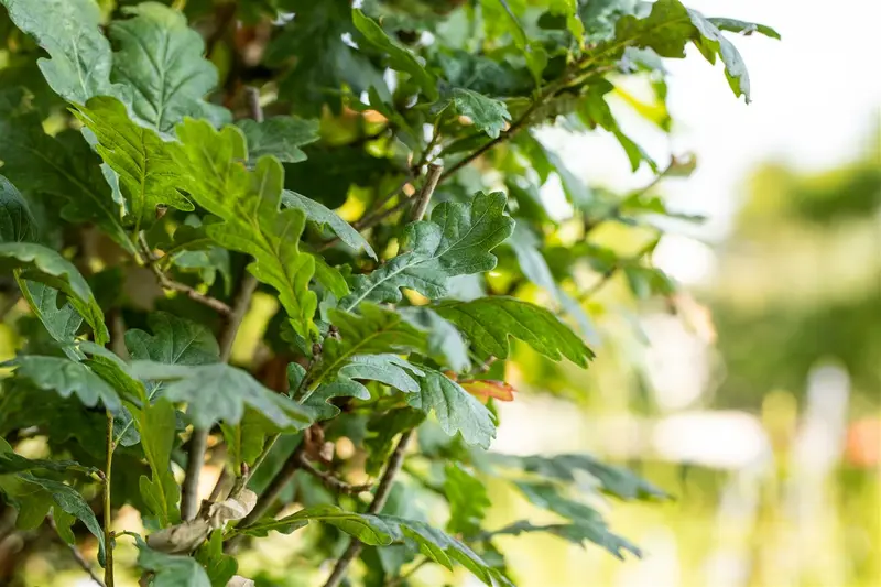 Quercus rob. 'Fastigiata' 20/25 BEVEERD DKL - afbeelding 4