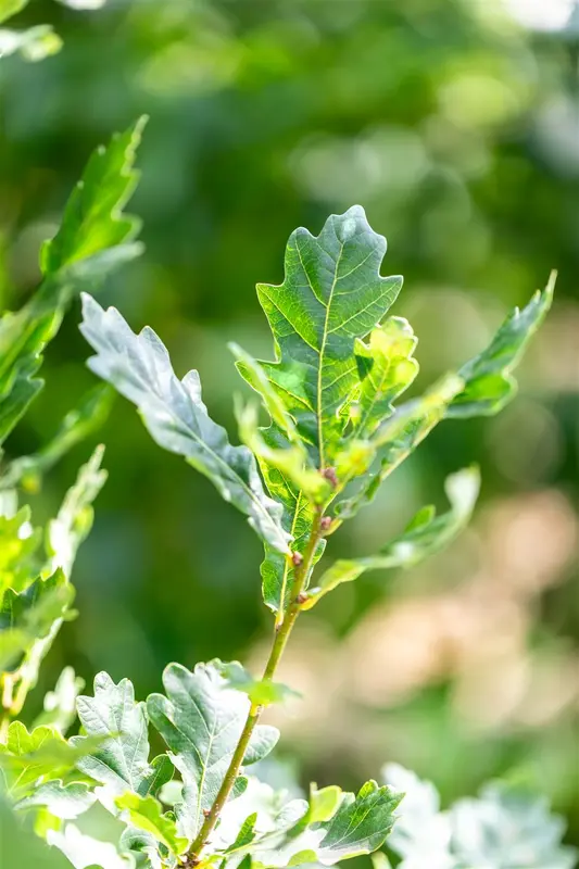 Quercus rob. 'Zeeland' 10/12 BEVEERD DKL - afbeelding 2