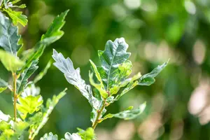 Quercus rob. 'Zeeland' 6/ 8 BEVEERD DKL - afbeelding 1