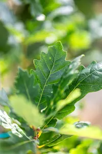 Quercus rob. 'Zeeland' 8/10 BEVEERD DKL - afbeelding 4