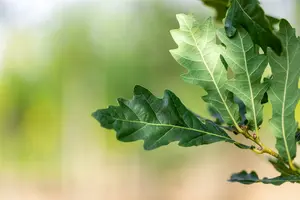 Quercus rob. 'Zeeland' 8/10 BEVEERD DKL - afbeelding 3