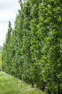 quercus robur 20/25 - afbeelding 5