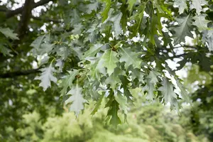 quercus rubra ( borealis) 20/25 - afbeelding 5