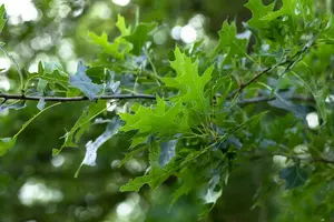 Quercus rubra ( borealis) 40- 60   BW - afbeelding 4