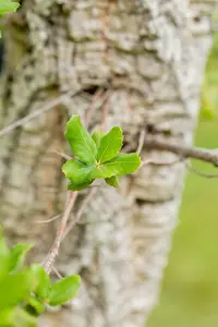 quercus suber (350-400 cm) - afbeelding 2