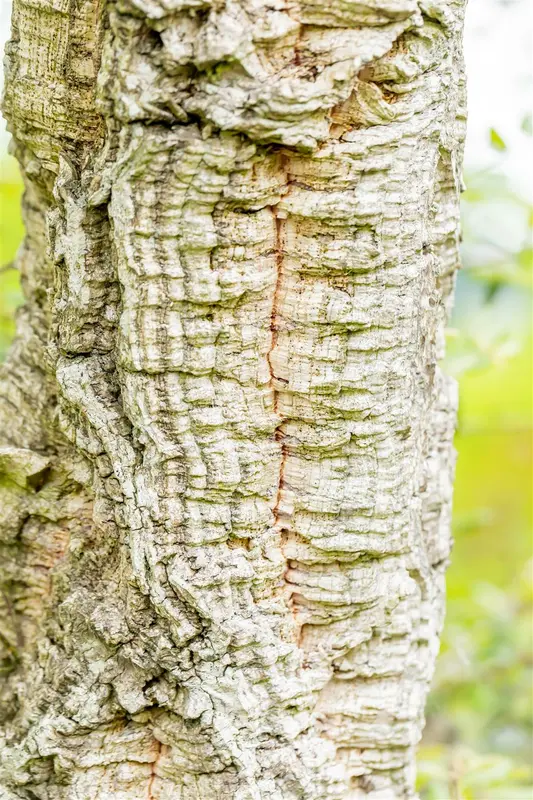 quercus suber (350-400 cm) - afbeelding 4