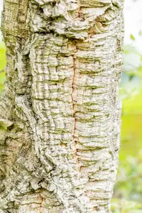 quercus suber (350-400 cm) - afbeelding 4