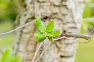 quercus suber (350-400 cm) - afbeelding 4