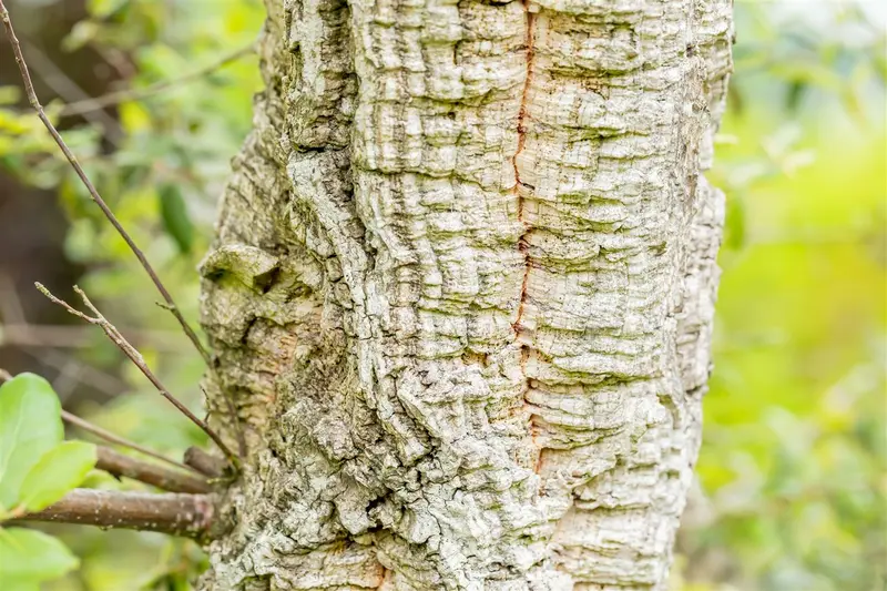 quercus suber (350-400 cm) - afbeelding 3