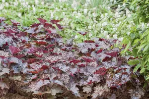 heuchera hybr. 'rachel' P9 - afbeelding 2