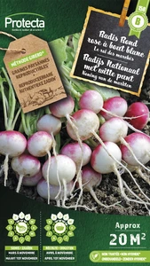 radijs ronde met witte punt