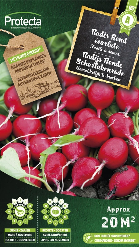 radijs ronde scharlakenrode