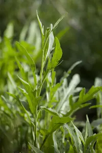 raketsla rucola  - afbeelding 2