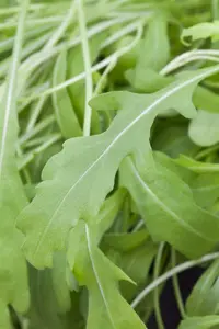 raketsla rucola  - afbeelding 3