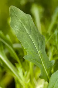 raketsla rucola  - afbeelding 5