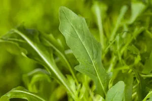 raketsla rucola  - afbeelding 4