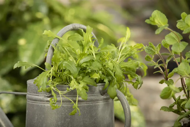 raketsla wilde rucola - afbeelding 6