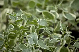 vinca minor 'ralph shugert' P9