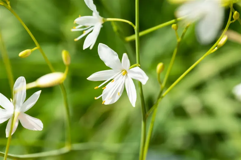 Anthericum ramosum P9 - afbeelding 1