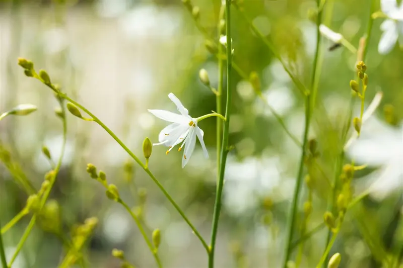 Anthericum ramosum P9 - afbeelding 2